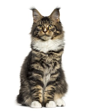 Bir Maine Coon oturan beyaz izole Önden Görünüm