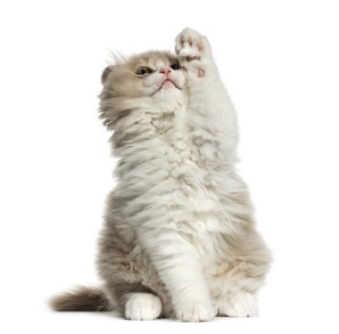 Highland kat kedi yavrusu kadar beyaz izole pawing