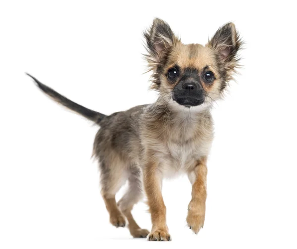 Chihuahua puppy, 4 maanden oud, lopen naar de camera — Stockfoto