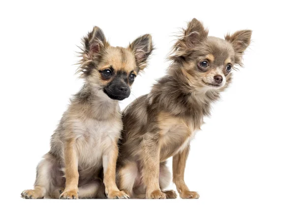 Zwei Chihuahua-Welpen, isoliert auf weiß — Stockfoto