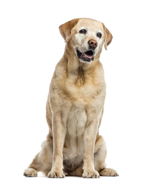 Na białym tle starego Labrador Retriever, 11 lat, — Zdjęcie stockowe