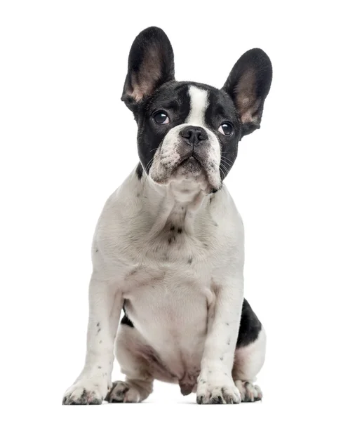 Cachorrinho bulldog francês, 4 meses, isolado em branco — Fotografia de Stock