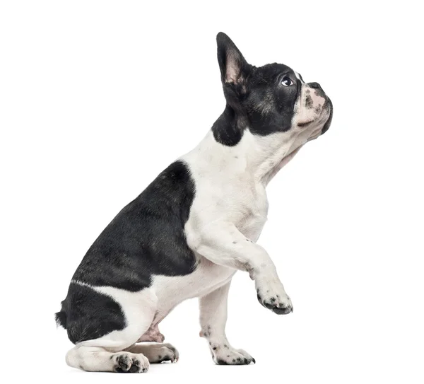 Franse Bulldog puppy, 4 maanden oud, geïsoleerd op wit — Stockfoto