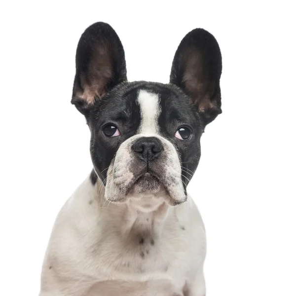 Close-up de Bulldog Cachorro francês, isolado em branco — Fotografia de Stock