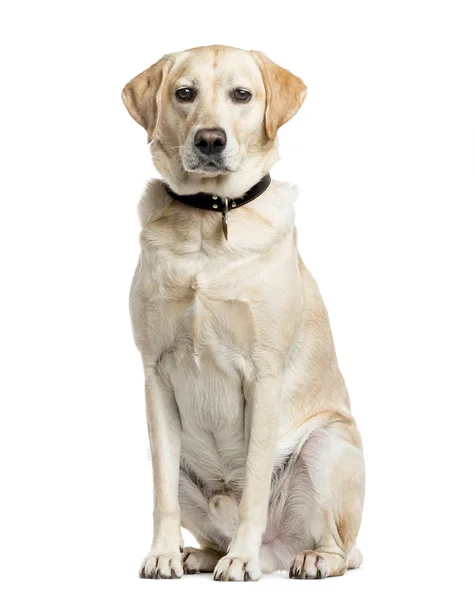 Labrador Retriever, 4 anos, isolado em branco — Fotografia de Stock