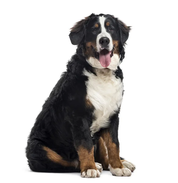 Bernese Mountain Dog, 7 meses, isolado em branco — Fotografia de Stock