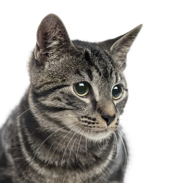 Primer plano del gatito europeo Shorthair, aislado en blanco — Foto de Stock