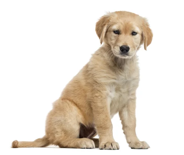 Cross plemeno Labrador Štěně, 2 měsíce starý, izolované na bílém — Stock fotografie