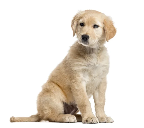 Cross-breed Labrador puppy, 2 months old, isolated on white — Stock Photo, Image