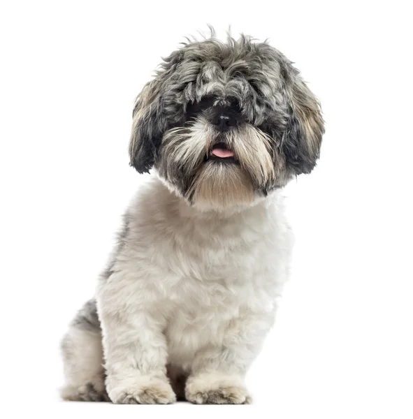 Shih Tzu, 1 year old, sitting, isolated on white — Stock Photo, Image