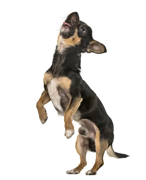 Chihuahua puppy on hind legs isolated on white — Stock Photo, Image