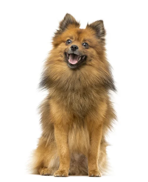 Alman Spitz köpek oturma ve üzerinde beyaz izole nefes nefese