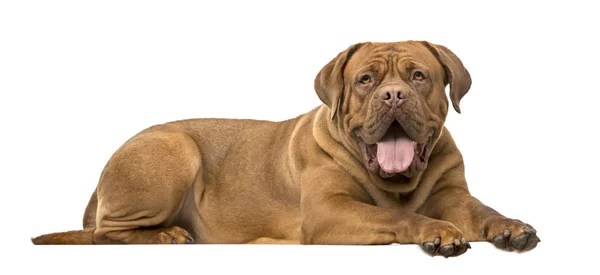 Dogue de bordeauxon deitado e ofegante isolado em branco — Fotografia de Stock