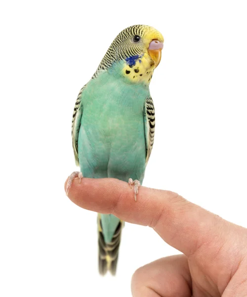 Budgerigar parakeet perched on a finger isolated on white — Stock Photo, Image