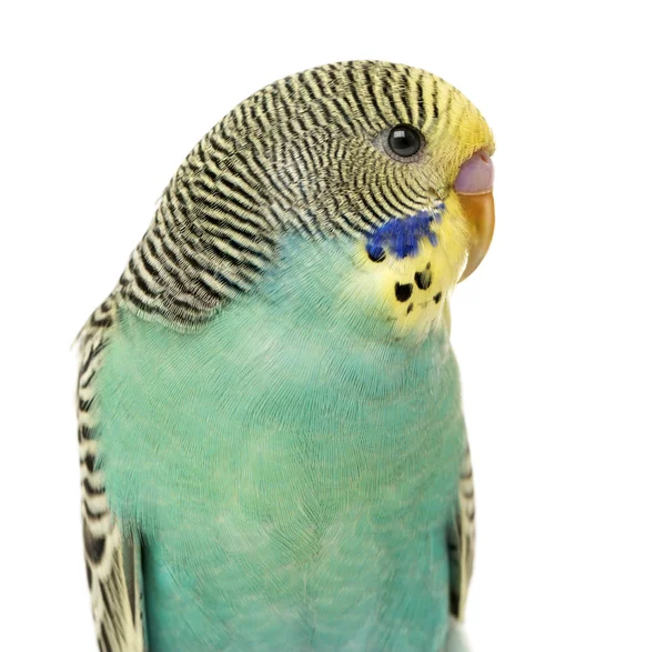 Primo piano di un parakee Budgerigar isolato su bianco — Foto Stock