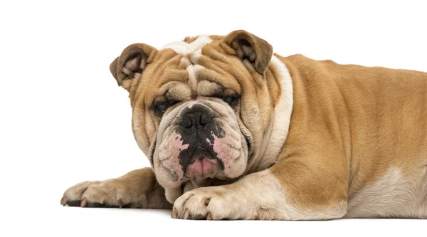 Yan görünümü İngilizce bulldog izole üzerinde beyaz yalan — Stok fotoğraf