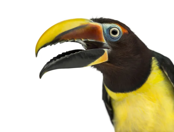 Groene aracari openen zijn snavel geïsoleerd op wit — Stockfoto