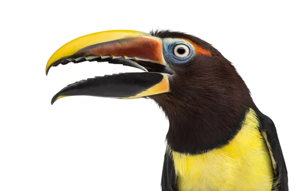 Aracari verde abrindo seu bico isolado em branco — Fotografia de Stock