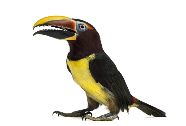 Zelená aracari otevírání zobáku izolované na bílém — Stock fotografie