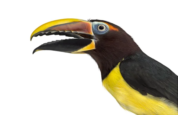 Green aracari opening his beak isolated on white — Stock Photo, Image