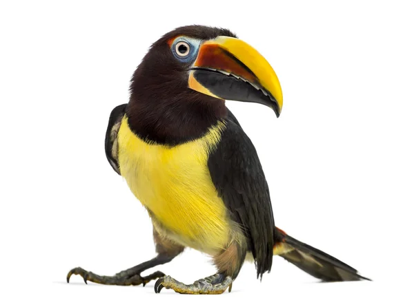 Aracari verde isolado em branco — Fotografia de Stock