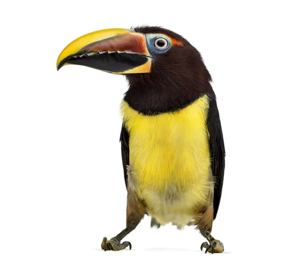 Aracari verde isolado em branco — Fotografia de Stock