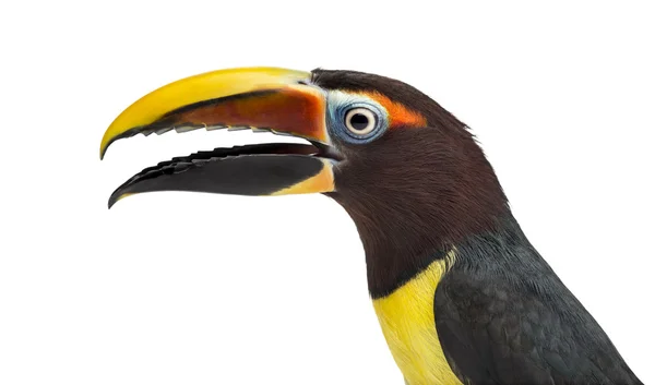 Groene aracari openen zijn snavel geïsoleerd op wit — Stockfoto