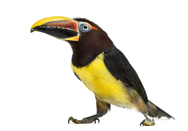 Aracari verde isolado em branco — Fotografia de Stock