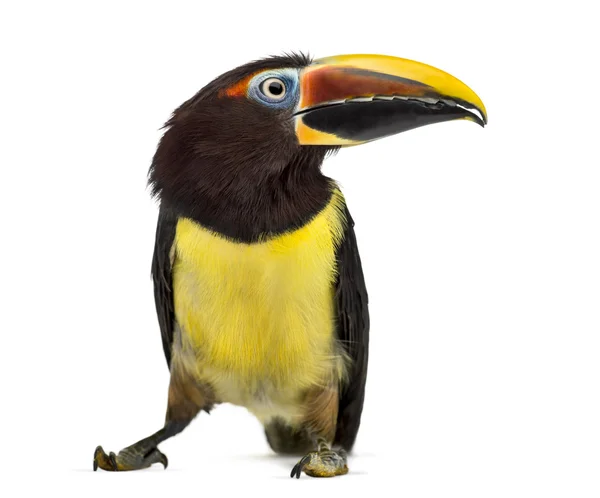 Aracari verde isolado em branco — Fotografia de Stock