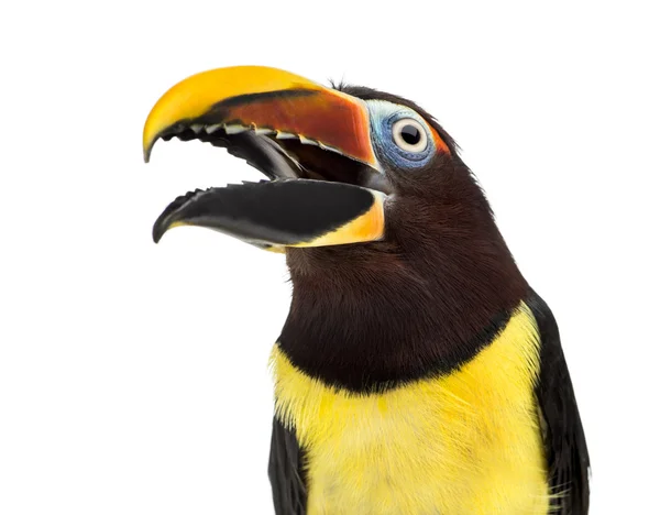 화이트에 고립 된 그의 부리를 열고 녹색 aracari — 스톡 사진