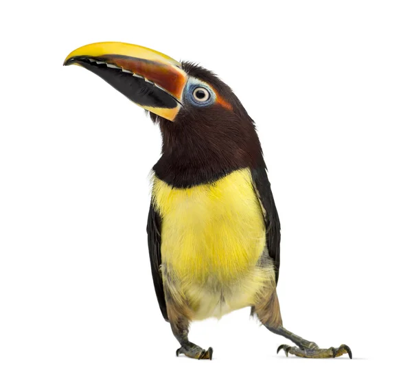 Aracari verde isolado em branco — Fotografia de Stock