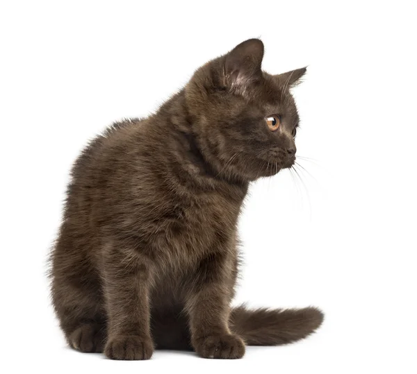 Joven Británico Taquigrafía gatito sentado aislado en blanco —  Fotos de Stock