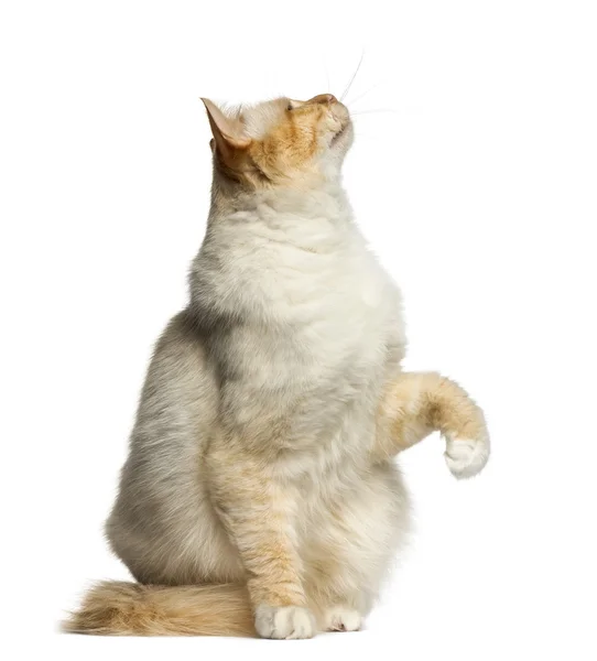 見上げると白で隔離を pawing バーマン猫 — ストック写真