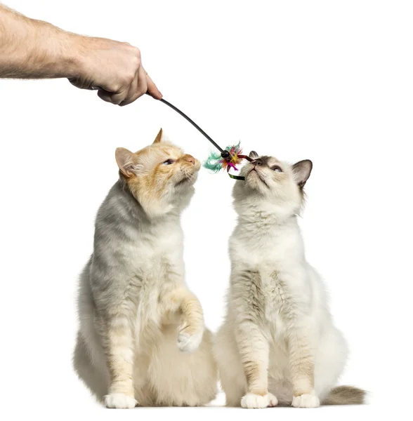 Deux chats Birman sentant un jouet de bâton isolé sur blanc — Photo