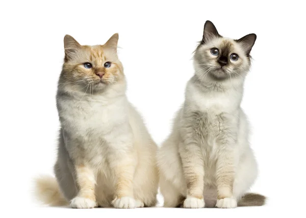 分離の白を座っている 2 つのバーマン猫 — ストック写真