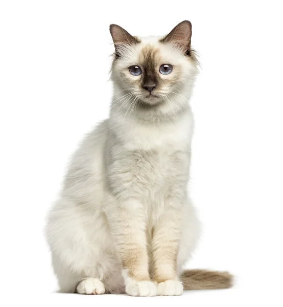 Вигляд спереду Бірманська кіт сидів ізольовані на білому — стокове фото