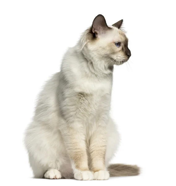 Frontansicht einer Birman-Katze, die isoliert auf weiß sitzt — Stockfoto