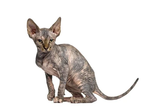 Side view of a Sphynx kitten sitting isolated on white — Stock Photo, Image