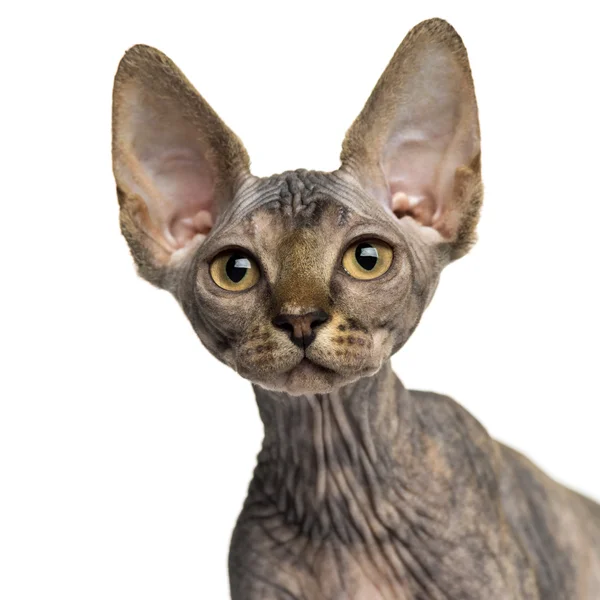 Close-up of a Sphynx kitten looking up isolated on white — Stock Photo, Image