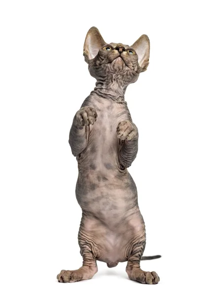 Sphynx kitten on hind legs isolated on white — Stock Photo, Image