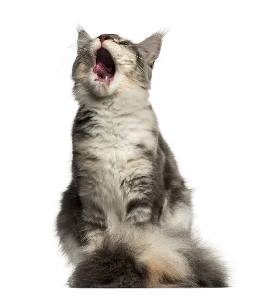 Vista frontal de um Maine Coon meowing isolado em branco — Fotografia de Stock