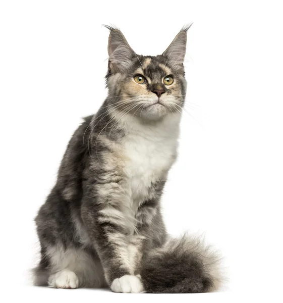 Maine Coon cat sitting isolated on white — Stock Photo, Image