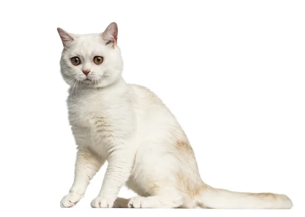 Vue latérale d'un British Shorthair assis isolé sur blanc — Photo