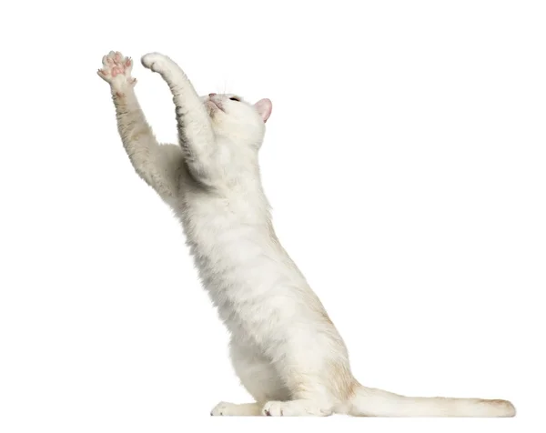 Side view of a British Shorthair playing isolated on white — Stock Photo, Image