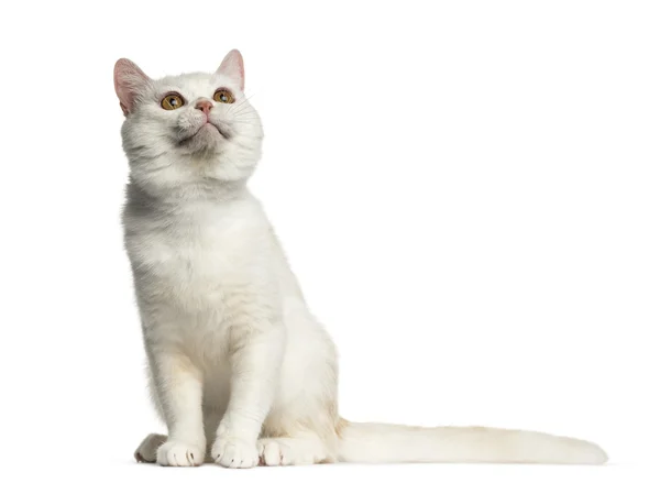 Vue latérale d'un British Shorthair assis isolé sur blanc — Photo