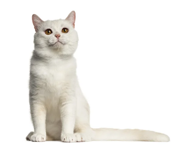 Vue latérale d'un British Shorthair assis isolé sur blanc — Photo