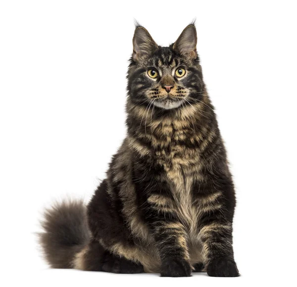 Maine Coon kat zitten en staren geïsoleerd op wit — Stockfoto