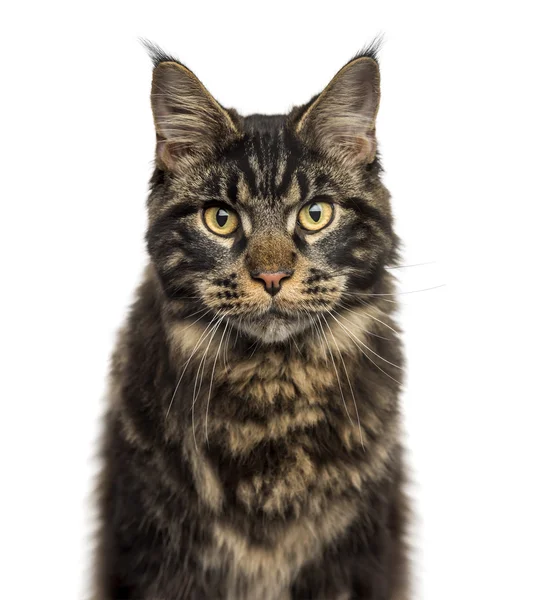 Nahaufnahme eines Maine Coon isoliert auf Weiß — Stockfoto