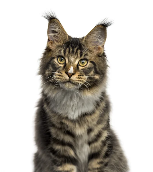 Close-up de um Maine Coon isolado em branco — Fotografia de Stock