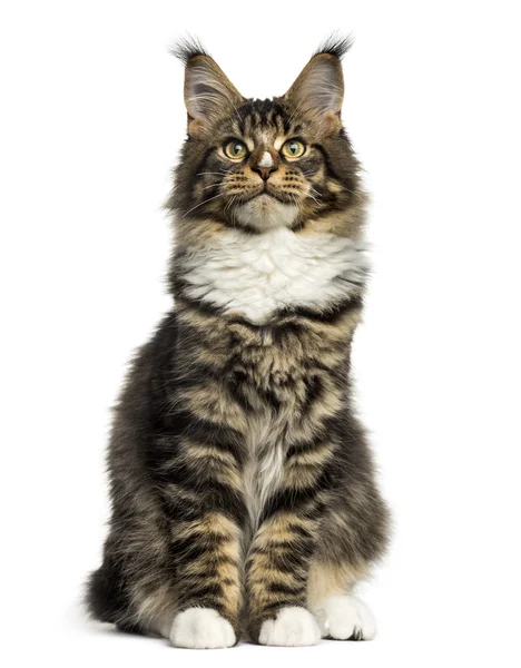 Frontansicht eines Maine Coon, der isoliert auf Weiß sitzt — Stockfoto